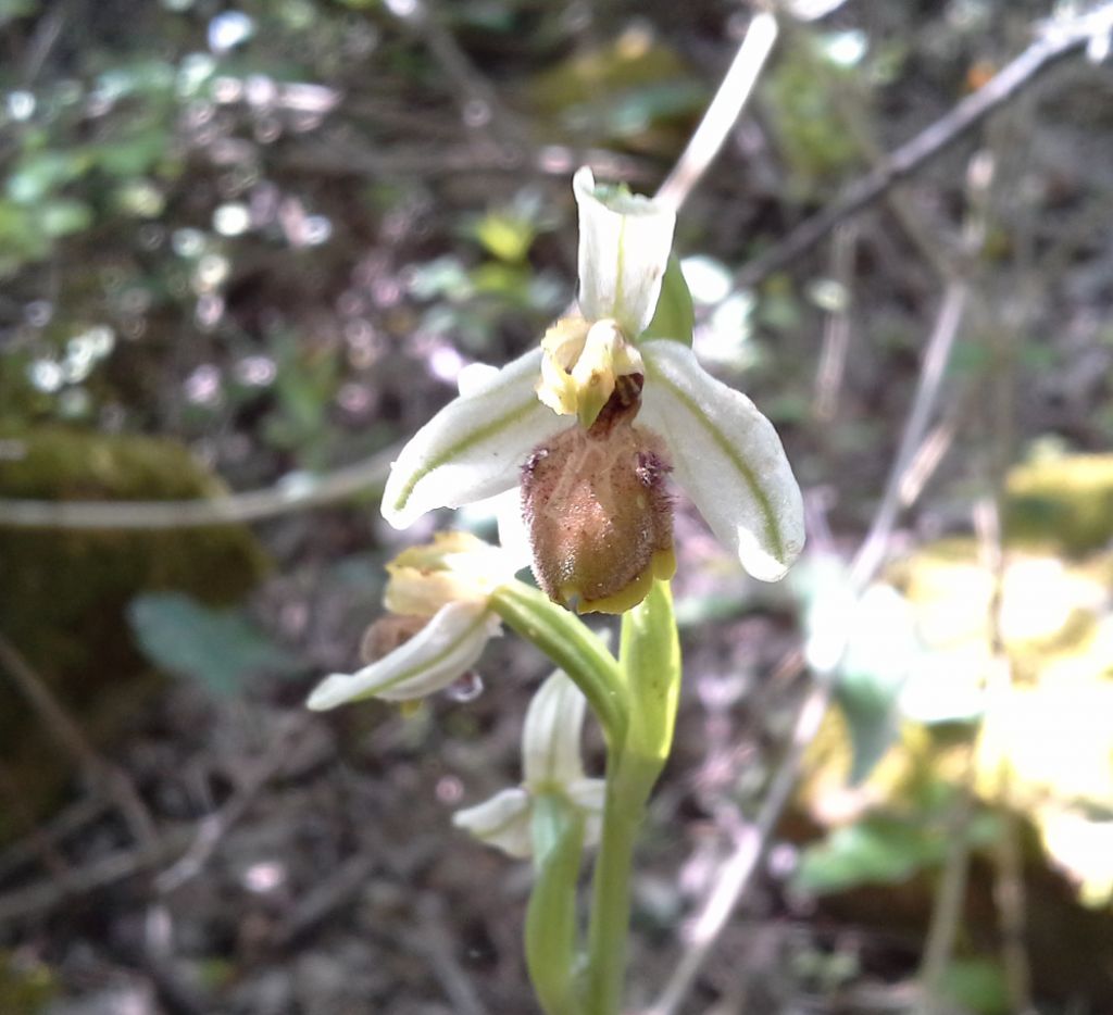 Ophrys da identificare